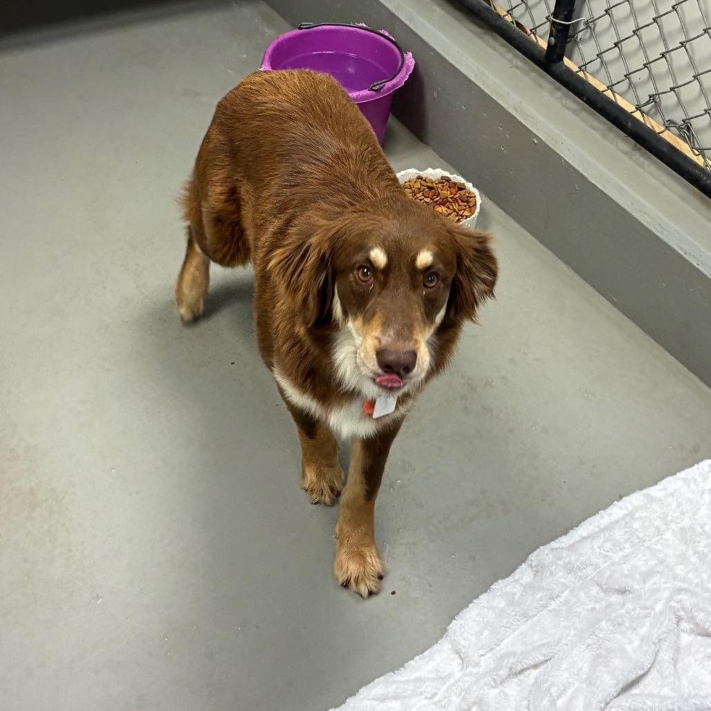 Mocha, a Adoptable mixed breed in Morganfield, KY image 1/4