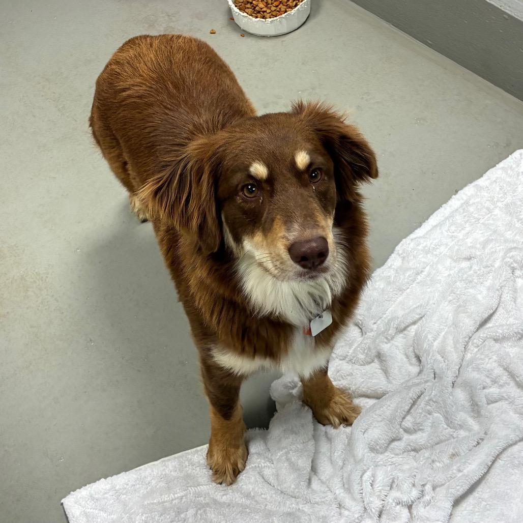 Mocha, a Adoptable mixed breed in Morganfield, KY image 2/4