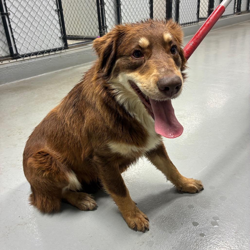 Mocha, a Adoptable mixed breed in Morganfield, KY image 3/4