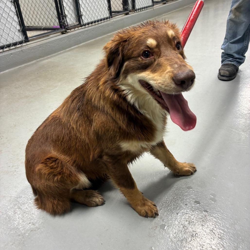 Mocha, a Adoptable mixed breed in Morganfield, KY image 4/4