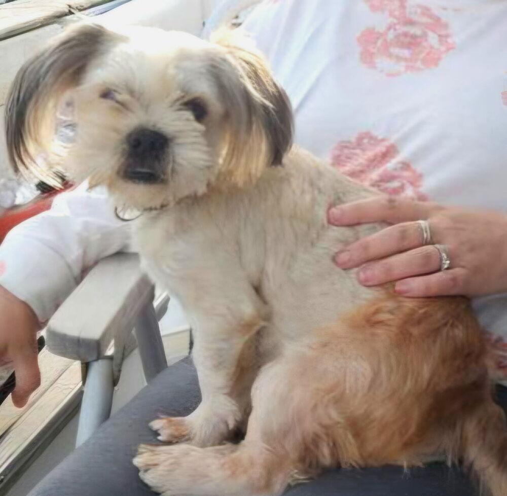 Enlarge Bear, a Adoptable mixed breed in Middletown, CT image 2/3