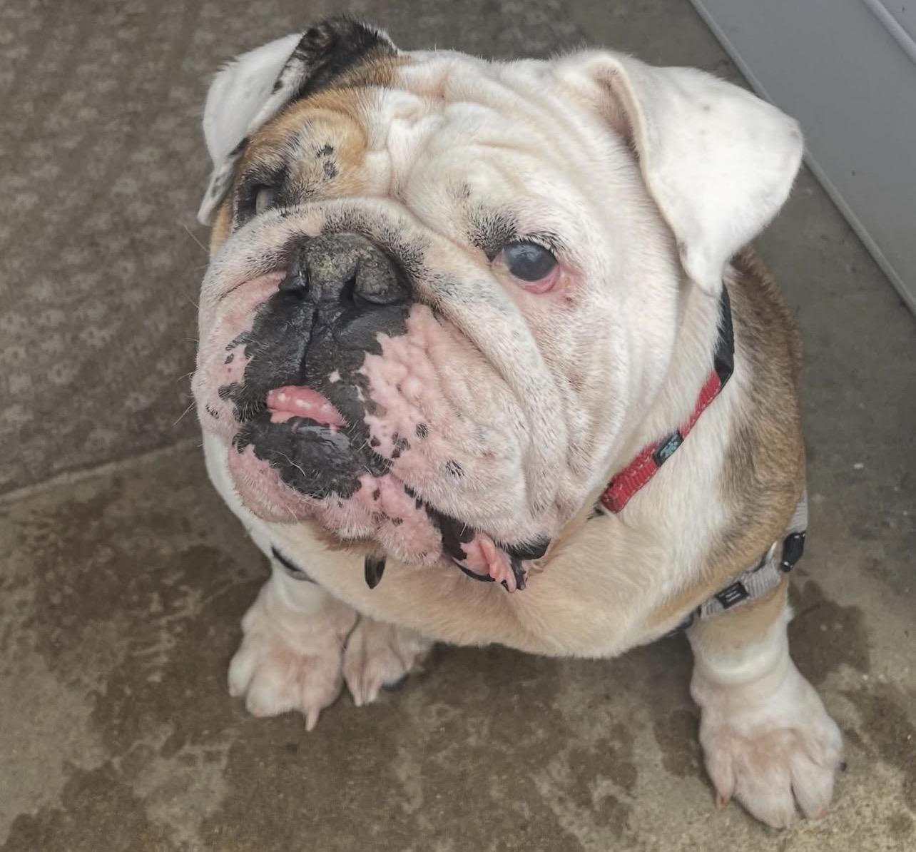 Enlarge Gladys, a Adoptable English Bulldog in Richmond, VA image 6/6