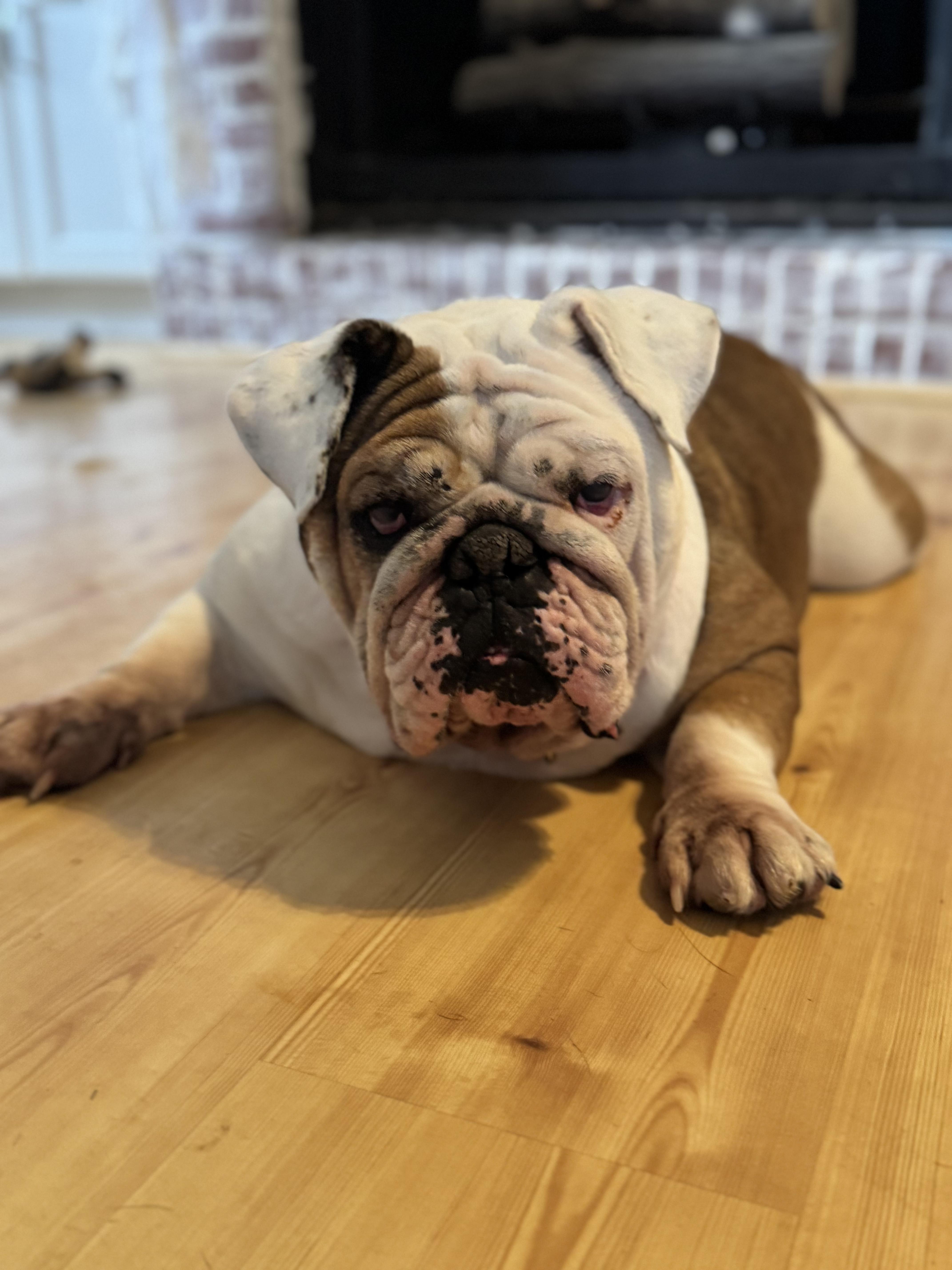 Enlarge Gladys, a Adoptable English Bulldog in Richmond, VA image 3/6