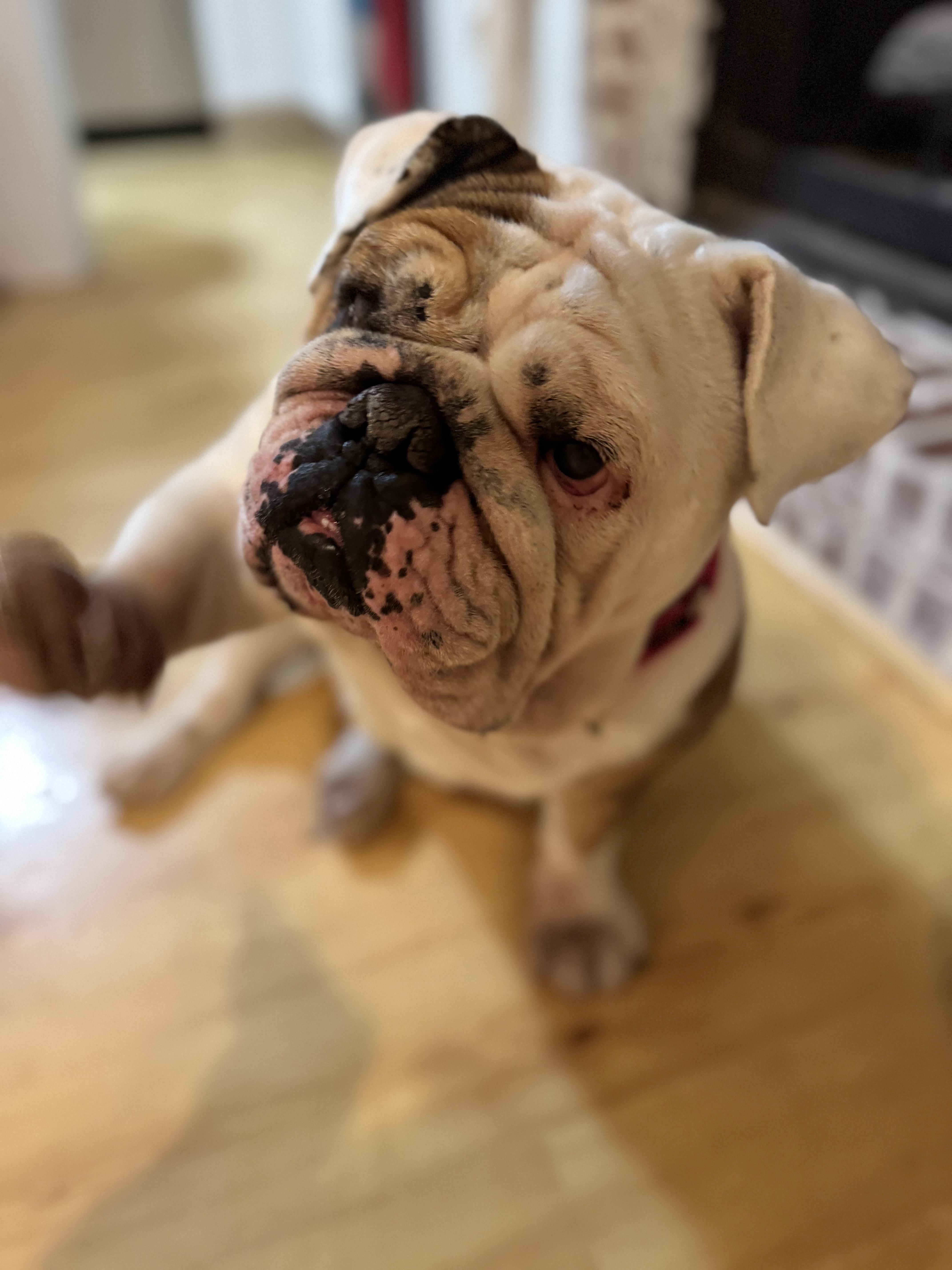 Enlarge Gladys, a Adoptable English Bulldog in Richmond, VA image 2/6