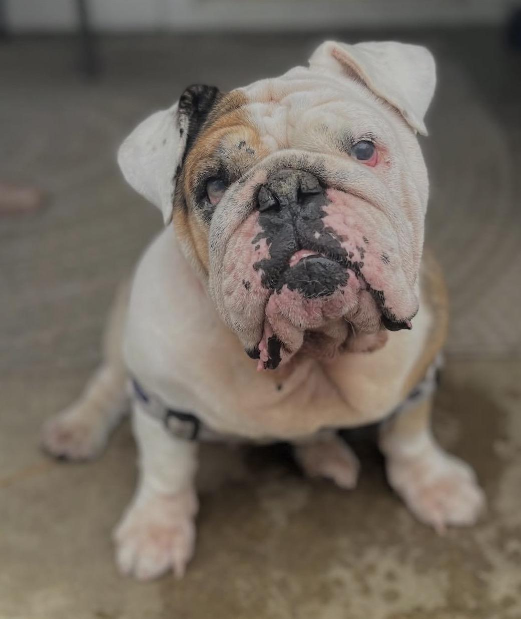 Enlarge Gladys, a Adoptable English Bulldog in Richmond, VA image 4/6