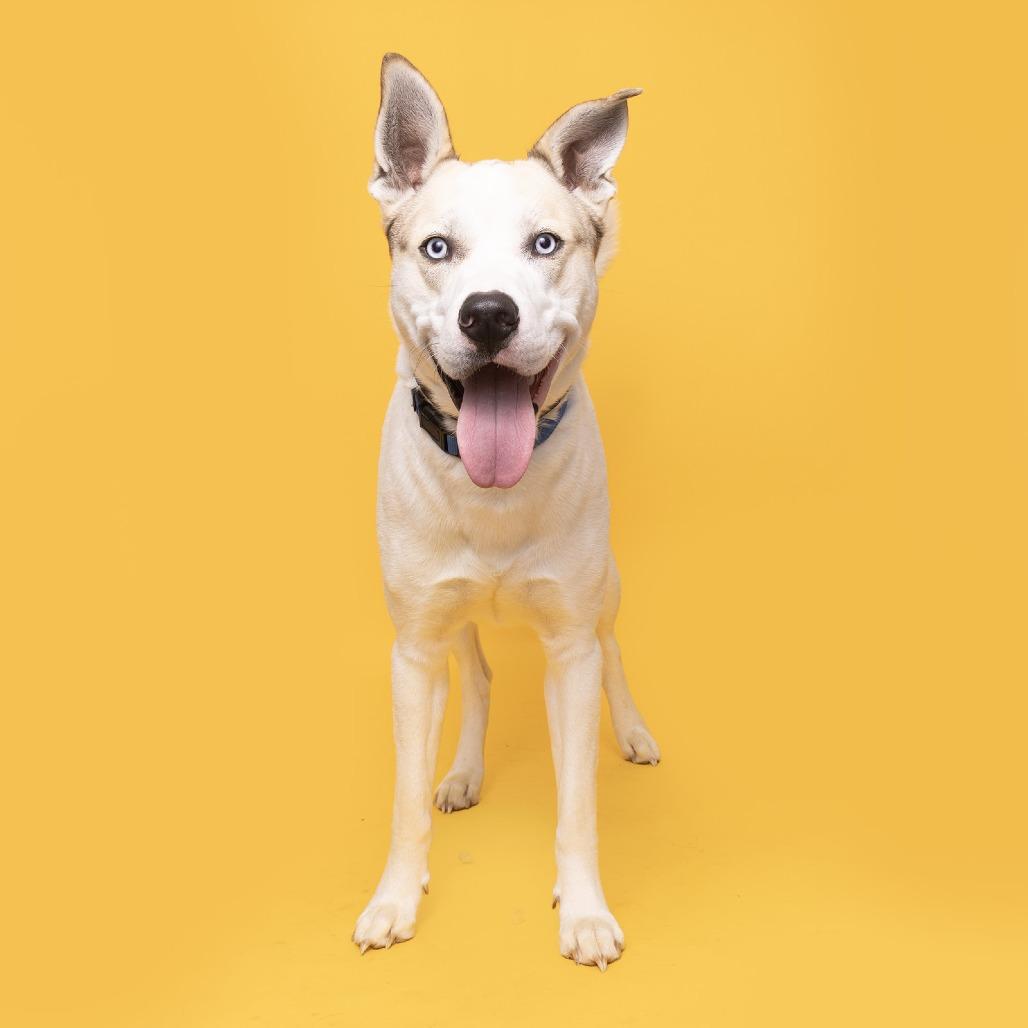 Enlarge Barry, a Adoptable mixed breed in Franklin, TN image 1/2