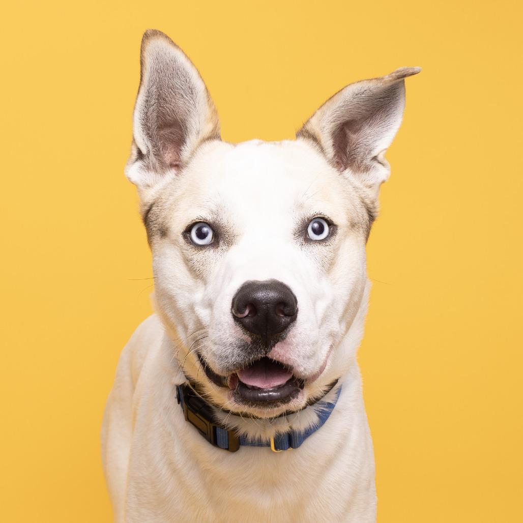 Enlarge Barry, a Adoptable mixed breed in Franklin, TN image 2/2