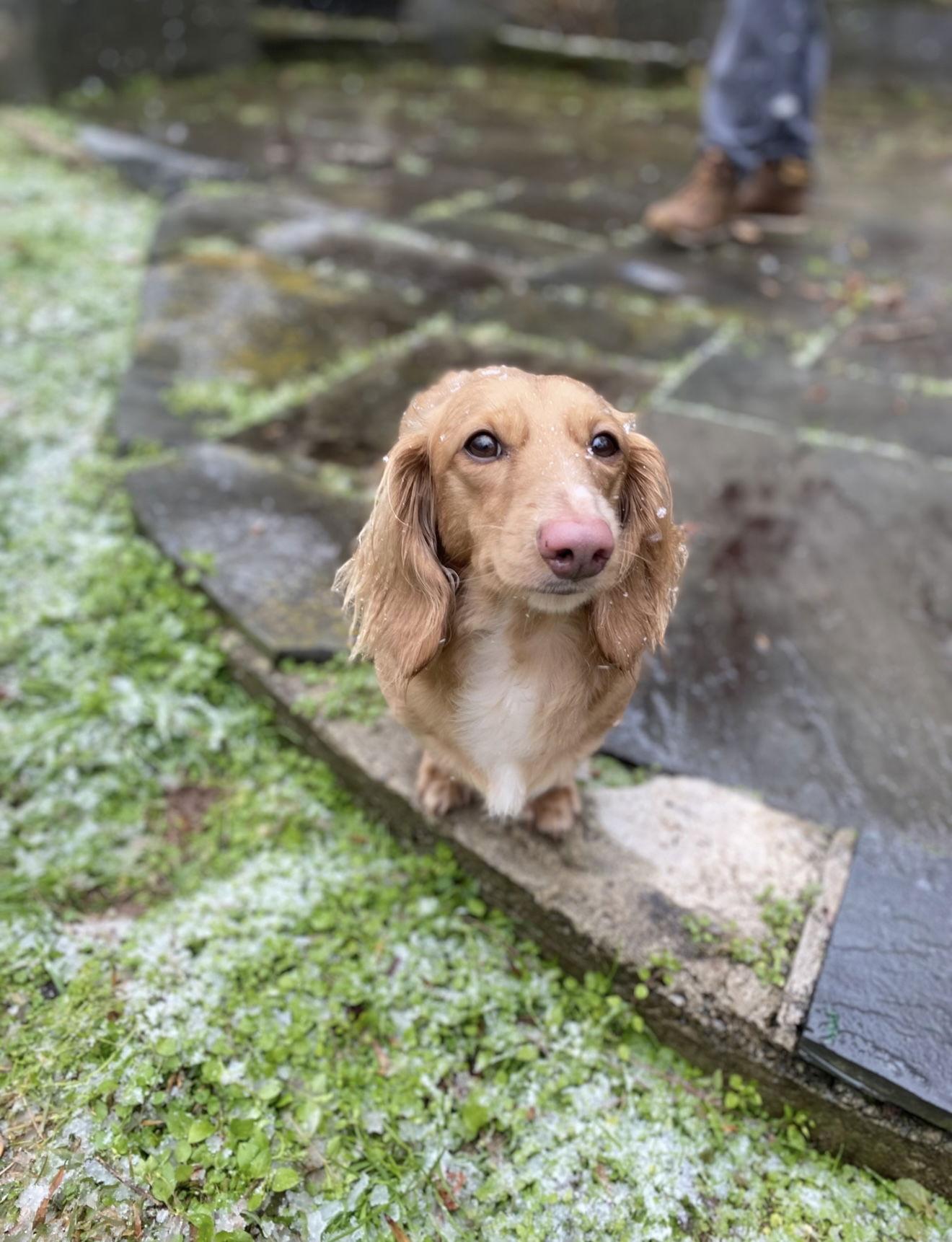 Charlie13 (Bonded with Queenie), Adopted, Adult Male Dachshund.