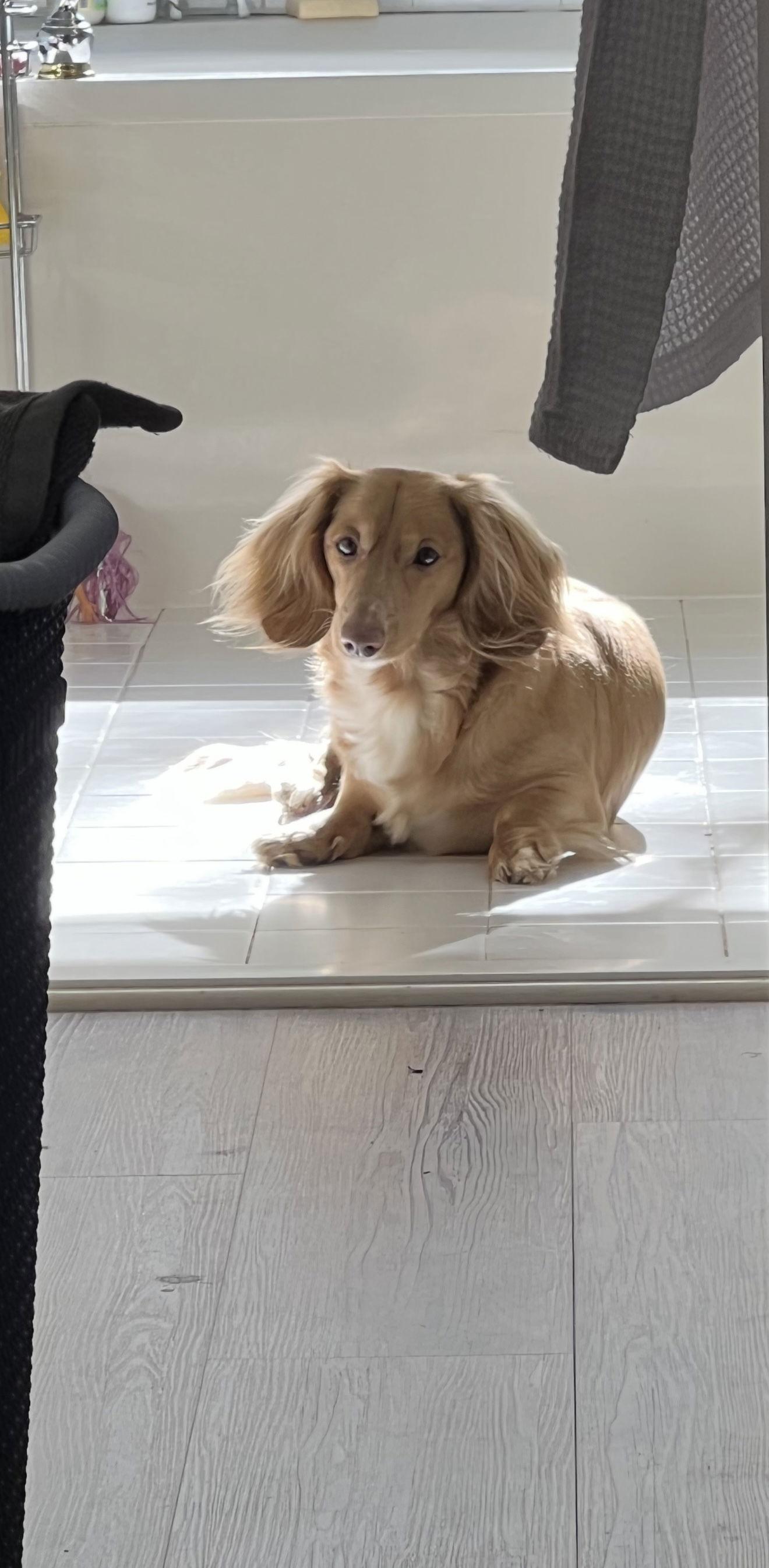 Enlarge Charlie13 (Bonded with Queenie), a Adopted Dachshund in West Columbia, SC image 2/3