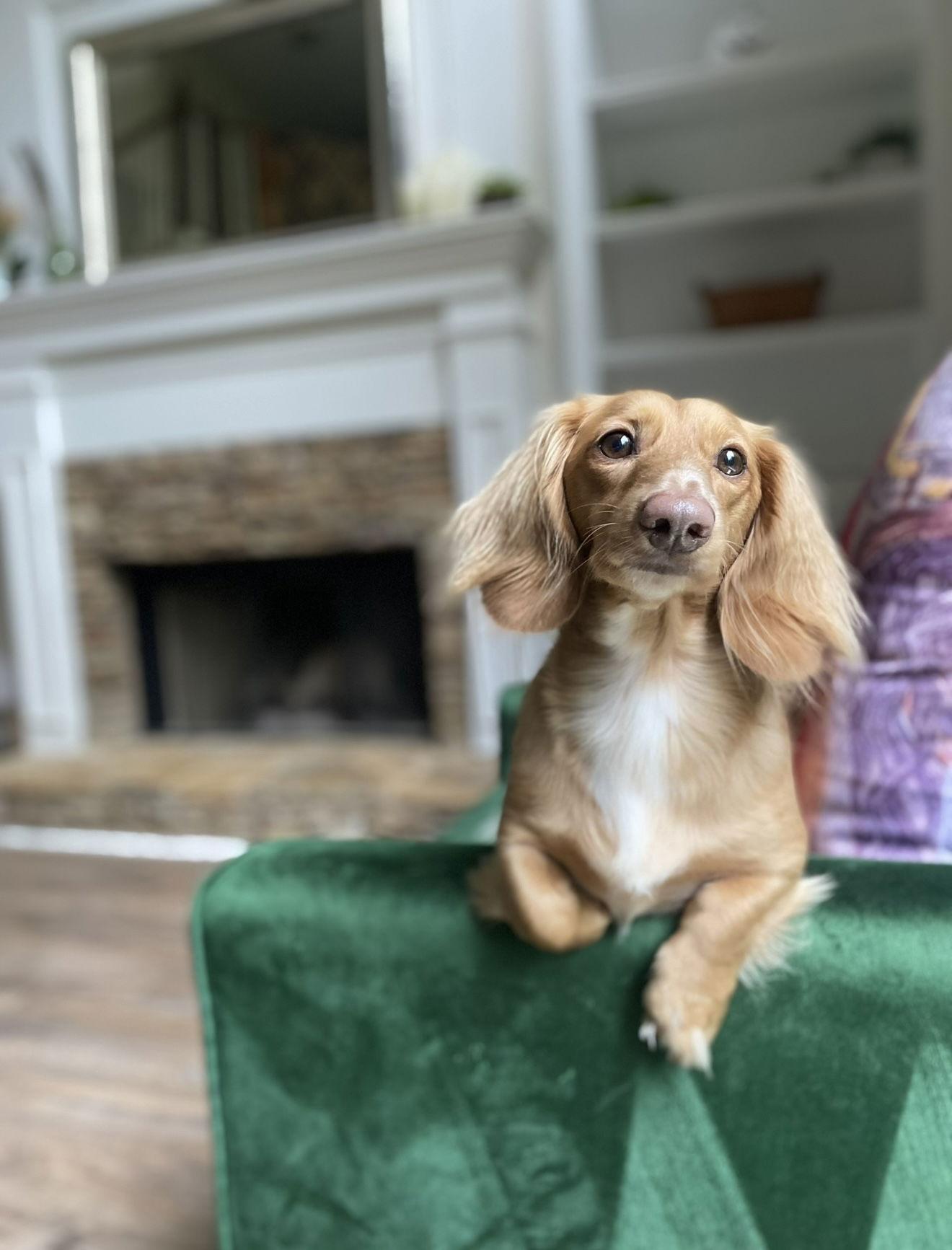 Enlarge Charlie13 (Bonded with Queenie), a Adopted Dachshund in West Columbia, SC image 3/3