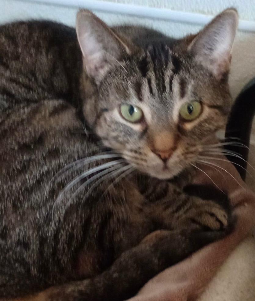 Mowry, Adoptable, Adult Male Domestic Short Hair.