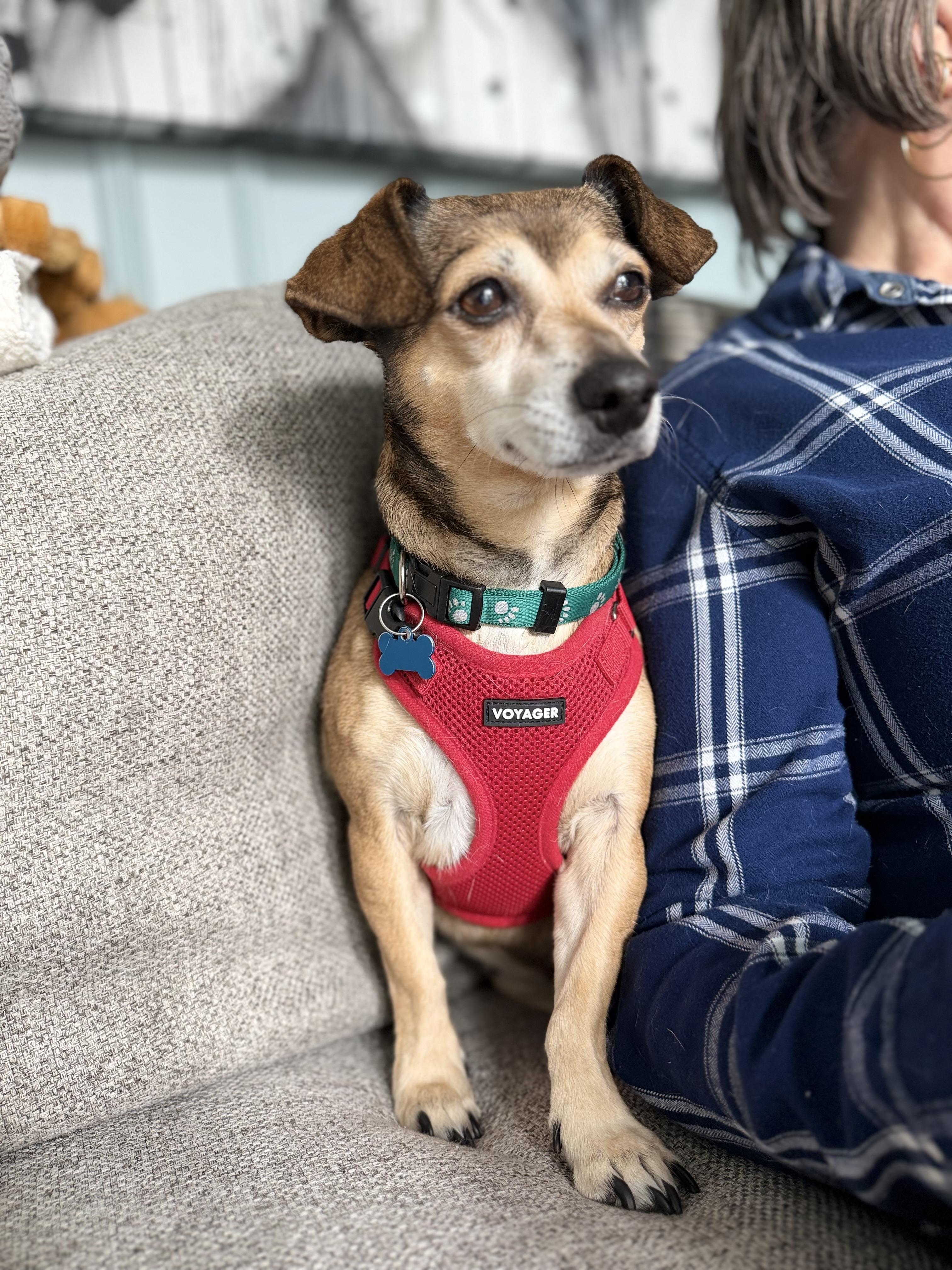 Enlarge KACI, a ADOPTABLE mixed breed in Dallas, TX image 2/5