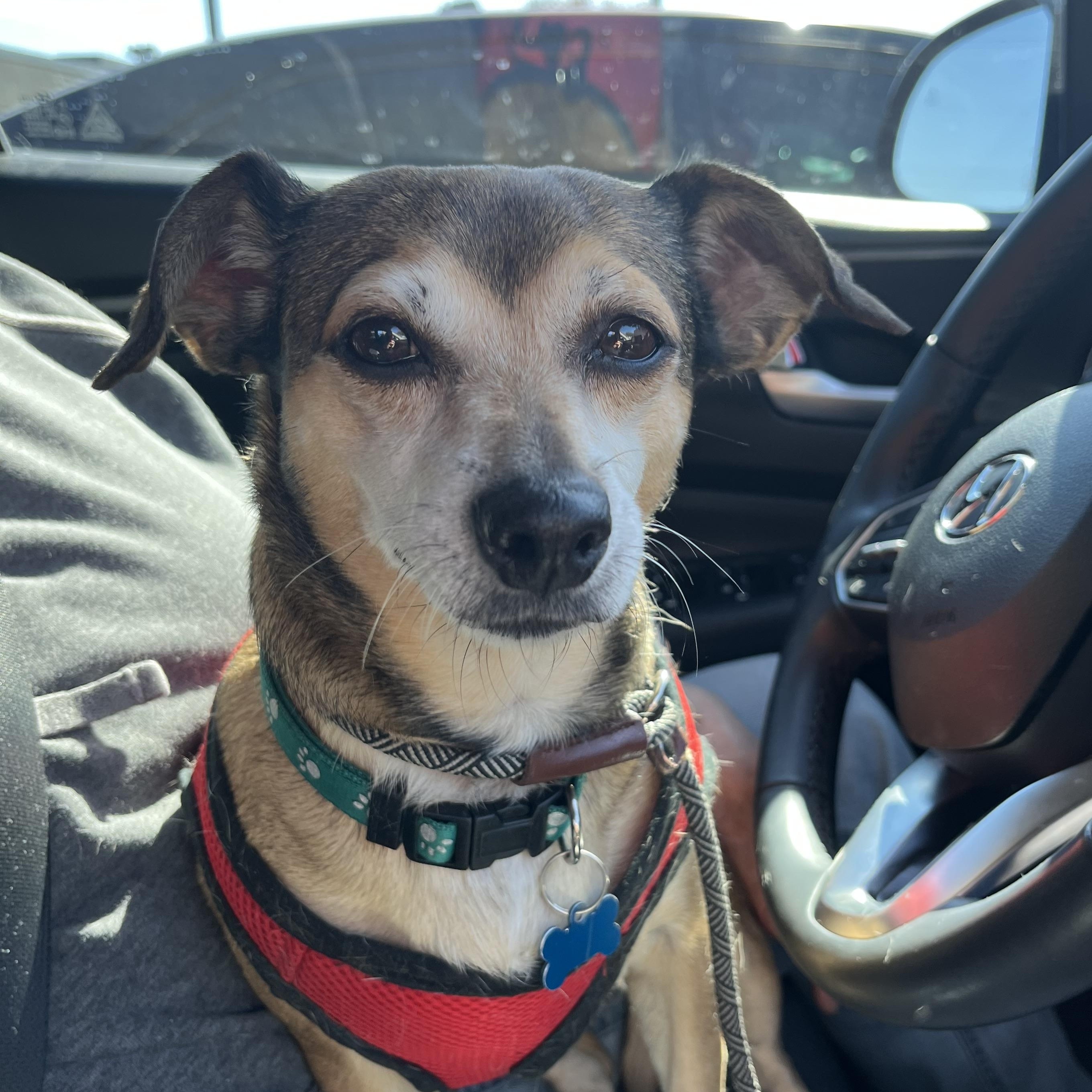 Enlarge KACI, a ADOPTABLE mixed breed in Dallas, TX image 3/5