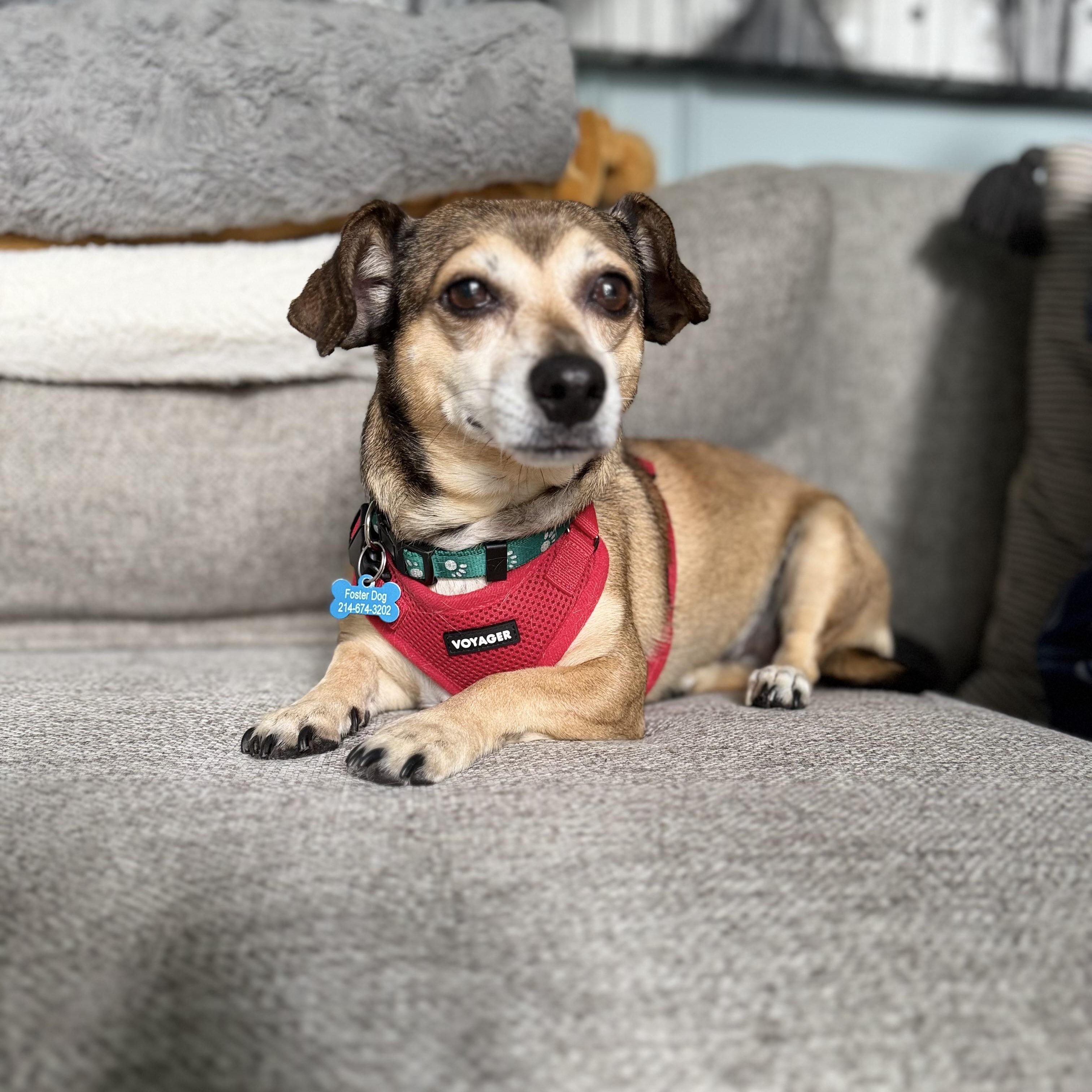 Enlarge KACI, a ADOPTABLE mixed breed in Dallas, TX image 5/5