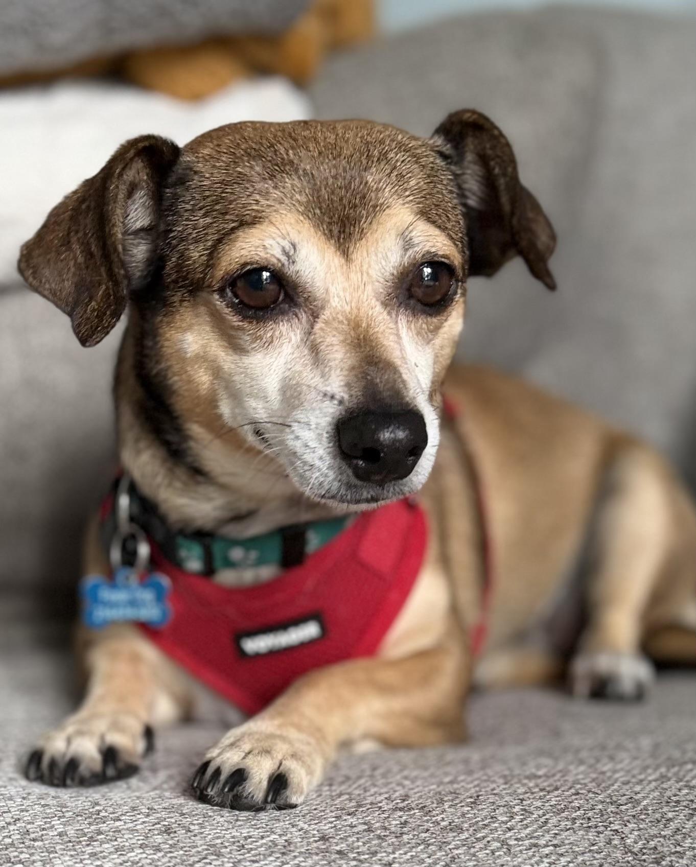 Enlarge KACI, a ADOPTABLE mixed breed in Dallas, TX image 1/5