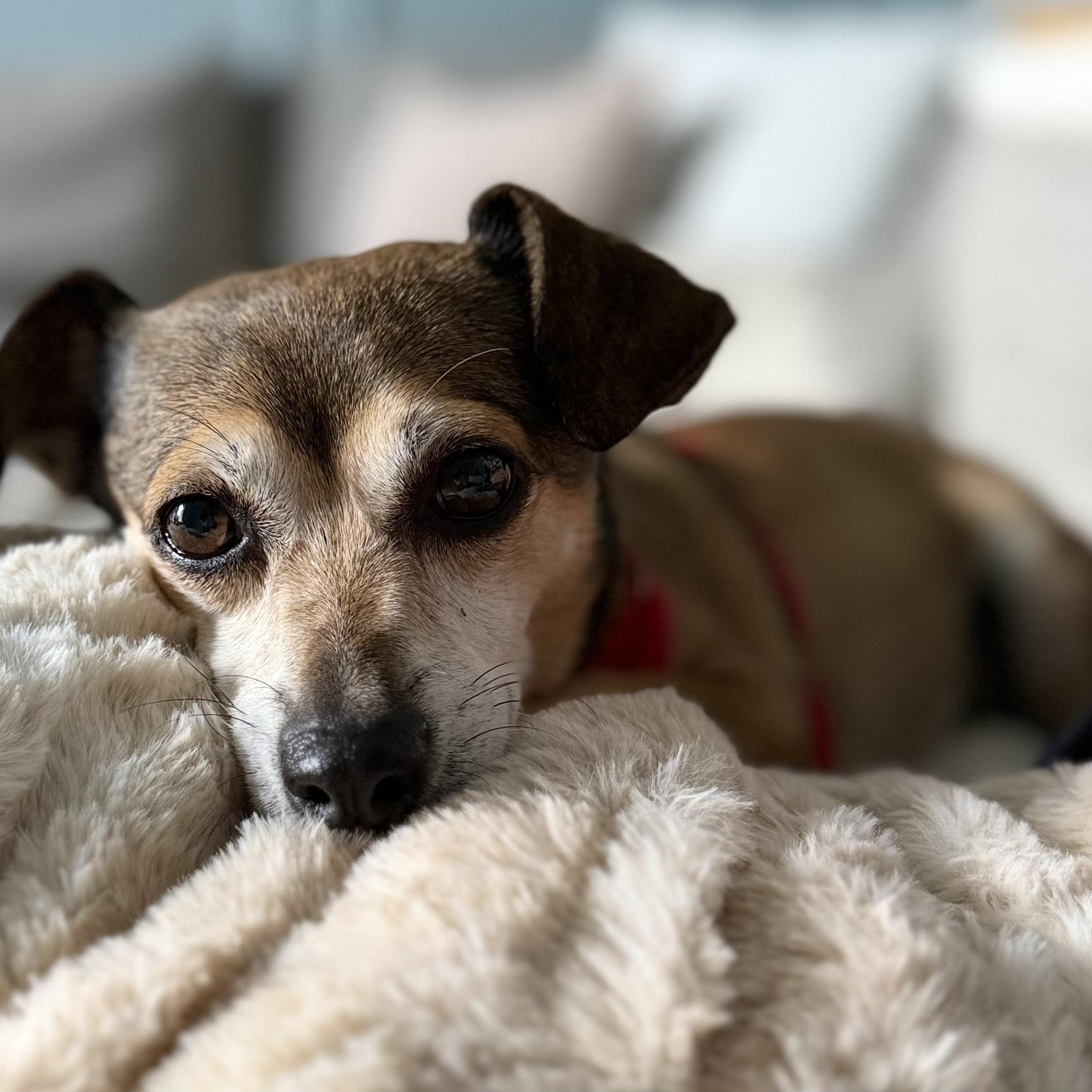 Enlarge KACI, a ADOPTABLE mixed breed in Dallas, TX image 4/5