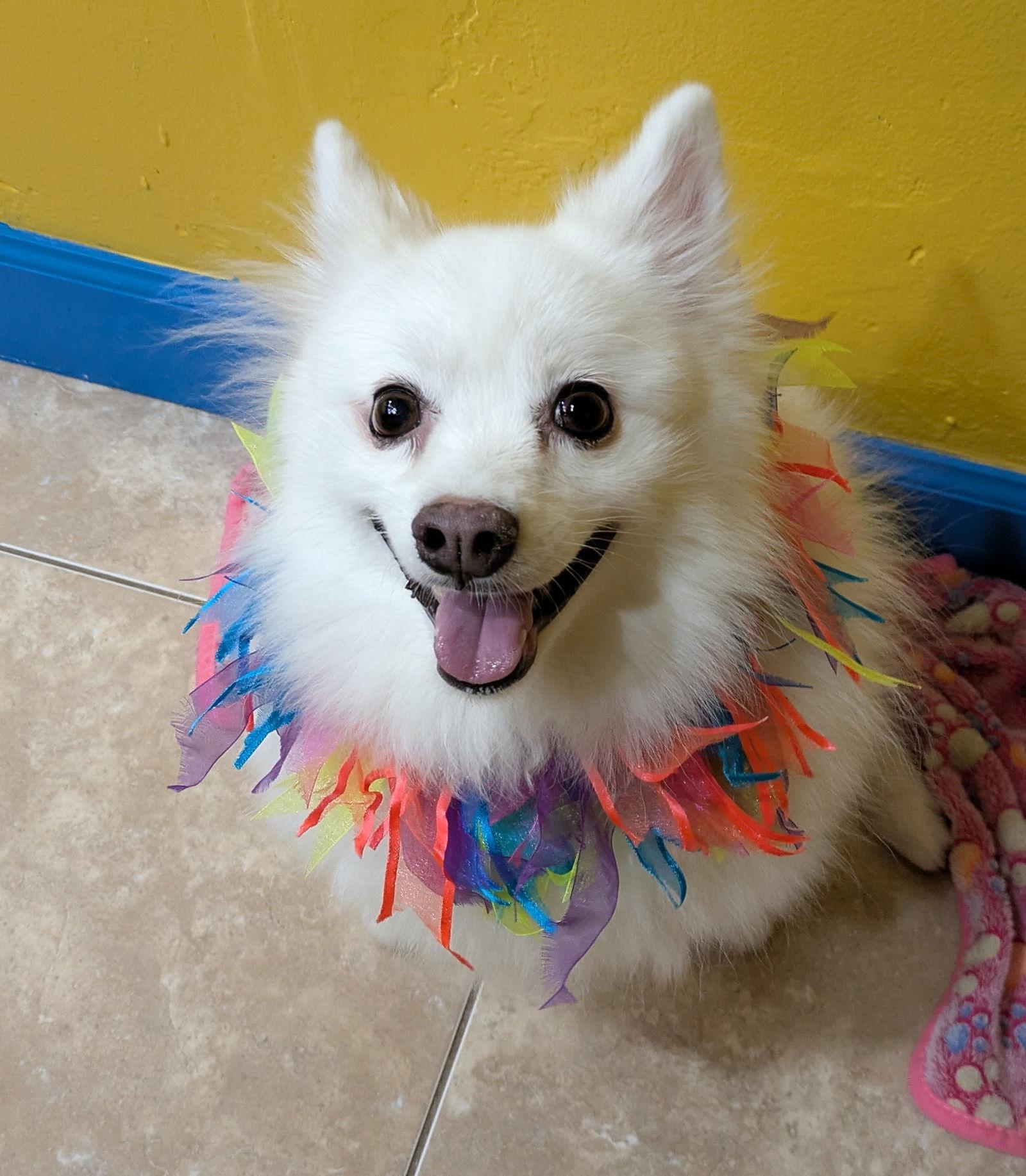 Enlarge Portia of South FL, a Adoptable American Eskimo Dog in Miami, FL image 1/3