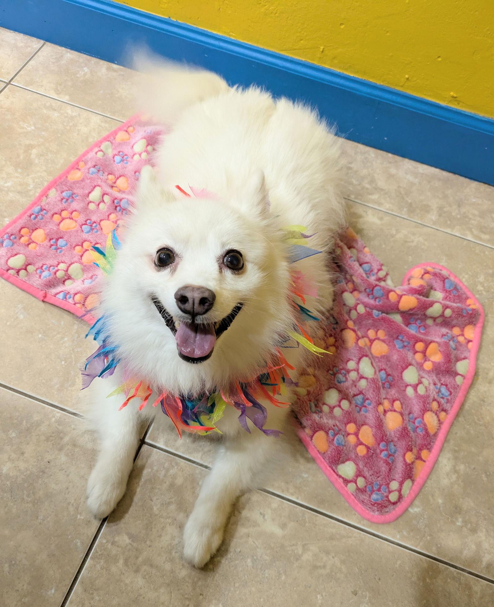 Enlarge Portia of South FL, a Adoptable American Eskimo Dog in Miami, FL image 3/3