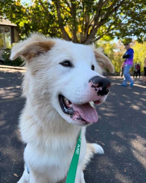 Enlarge Buster, a Adoptable mixed breed in Crescent city, CA image 2/5