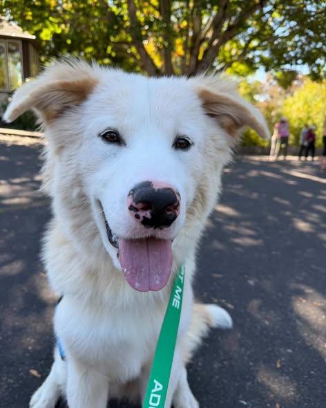 Enlarge Buster, a Adoptable mixed breed in Crescent city, CA image 1/5