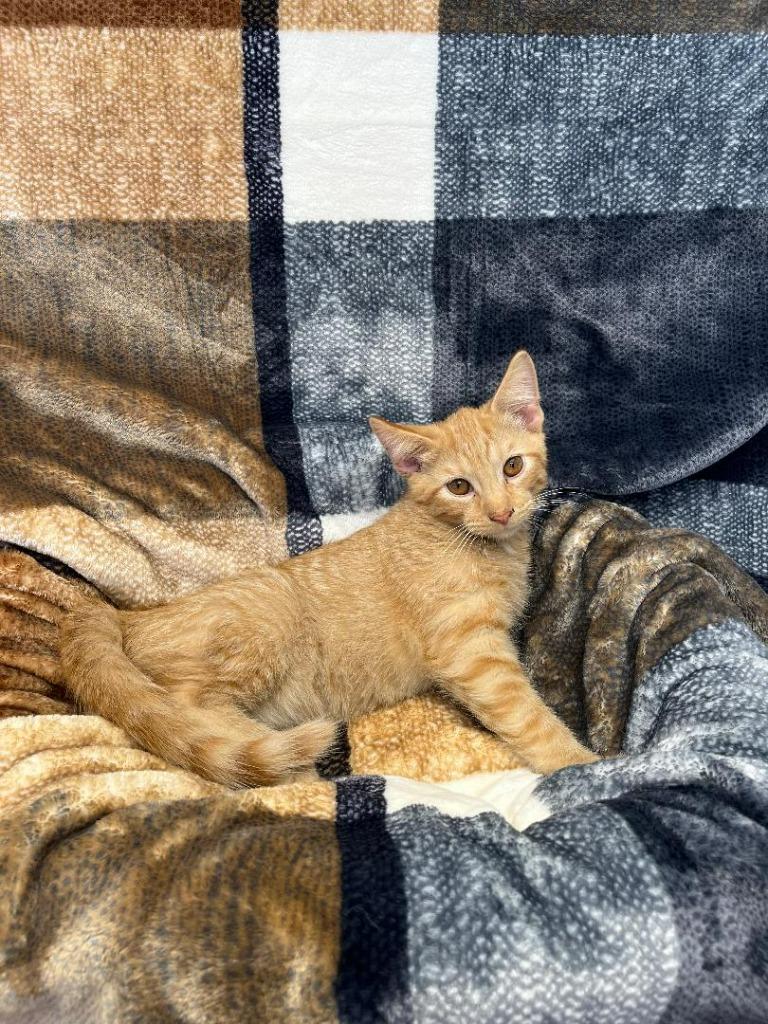 Pumba