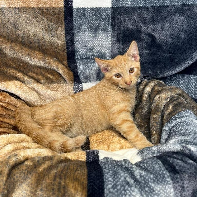 Enlarge Pumba, a Adoptable Domestic Short Hair in Benld, IL image 2/3