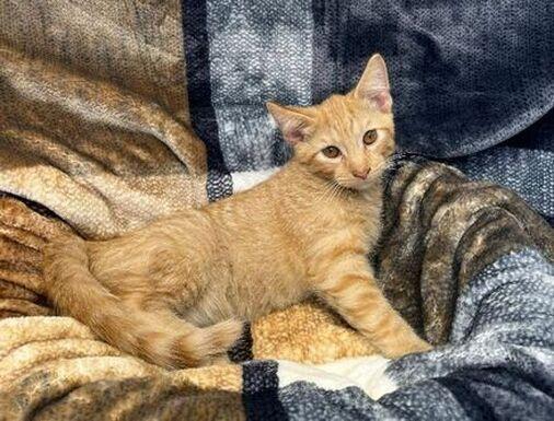 Pumba, Adoptable, Kitten Male Domestic Short Hair.