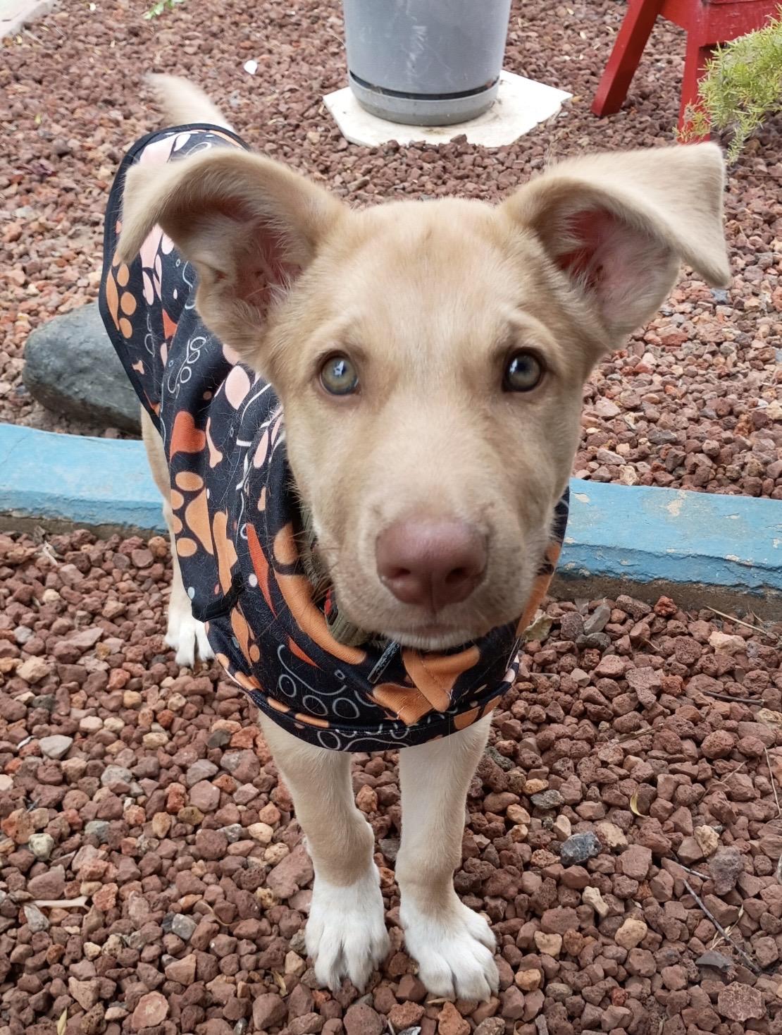 Enlarge Kodak, a Adopted mixed breed in Santa Cruz, CA image 2/3