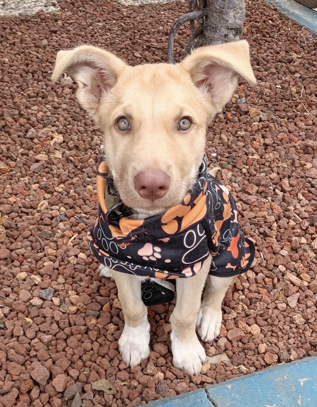 Kodak, Adopted, Puppy Male German Shepherd Dog & Labrador Retriever.