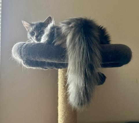 Mia