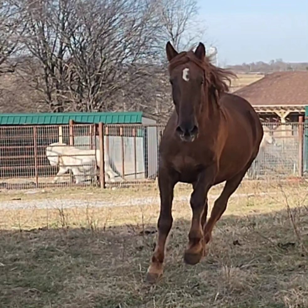Story, an adopted Mustang in Willard, MO image 6/6