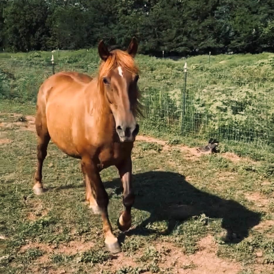 Story, an adopted Mustang in Willard, MO image 2/6