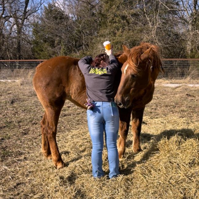Story, an adopted Mustang in Willard, MO image 3/6