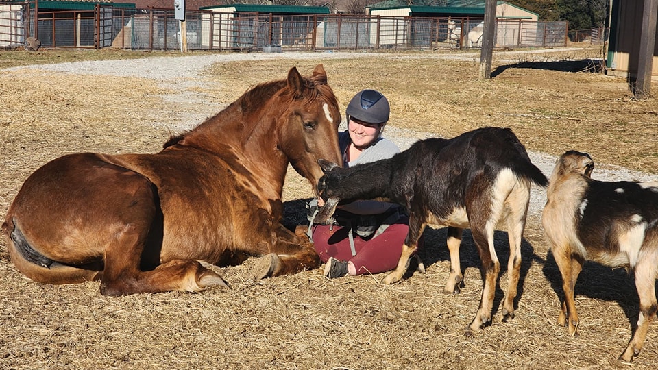 Story, an adopted Mustang in Willard, MO image 5/6