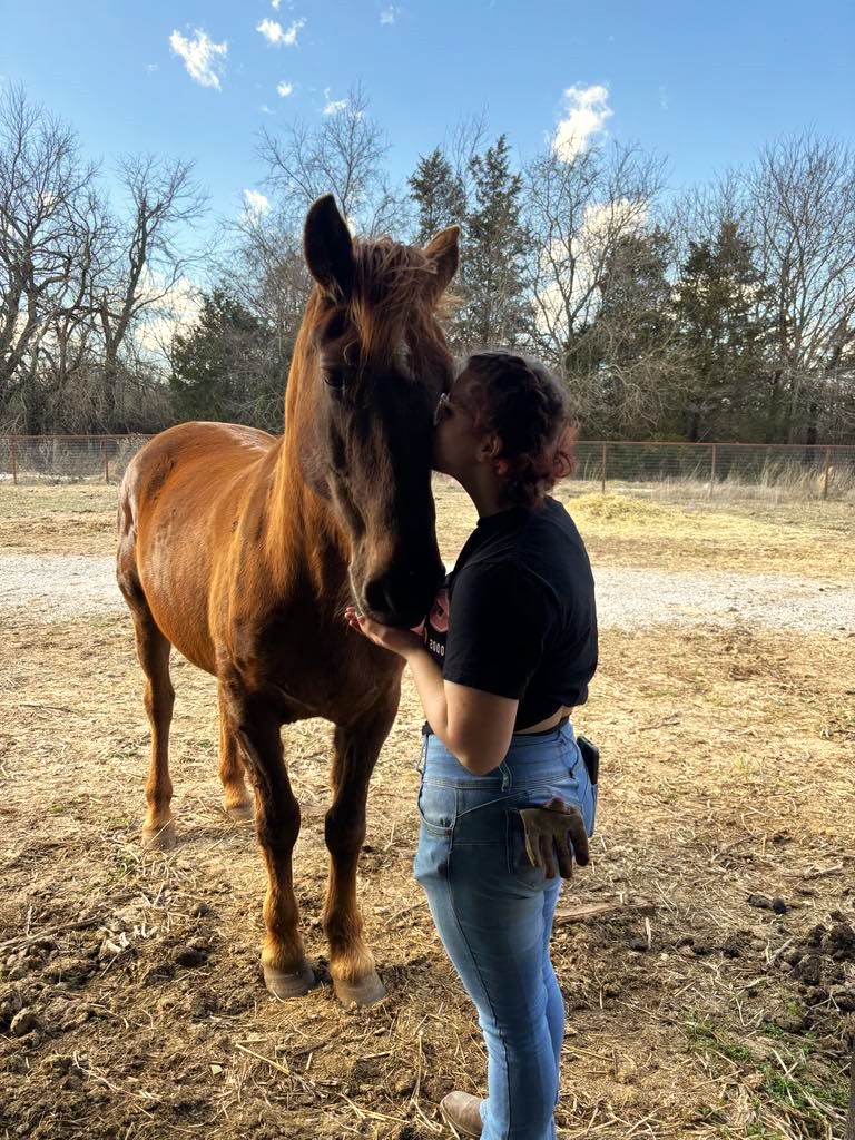 Story, an adopted Mustang in Willard, MO image 4/6