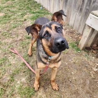 Aladdin, Adoptable, Young Male Shepherd.