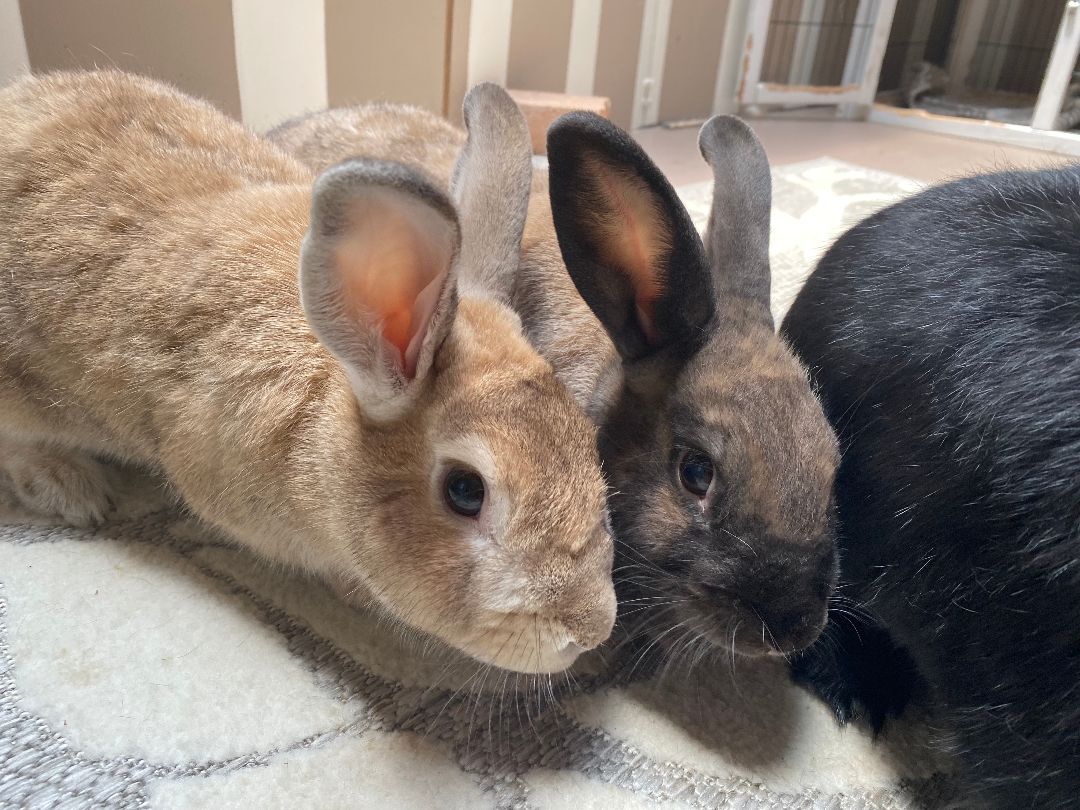 Bruno and Dino, a Adoptable Palomino in Los Angeles, CA image 1/12