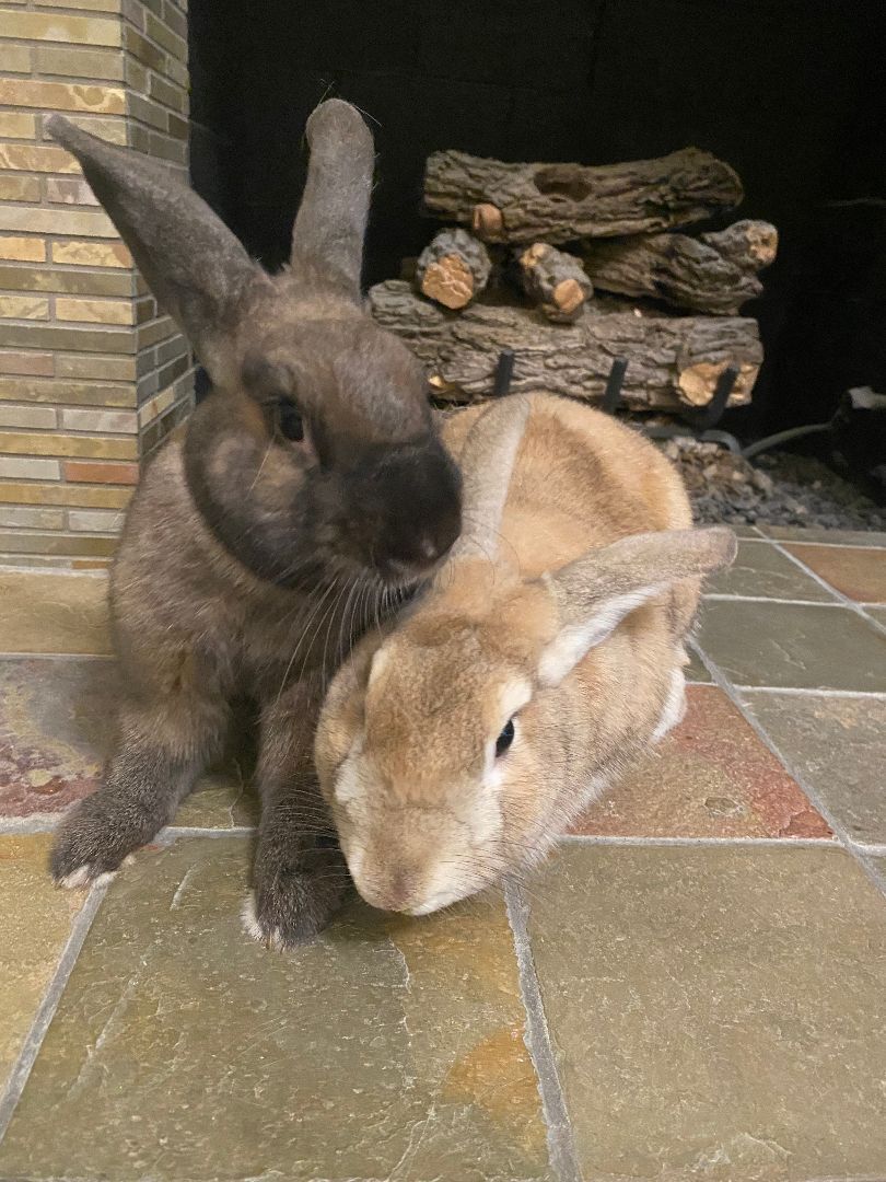 Bruno and Dino, a Adoptable Palomino in Los Angeles, CA image 2/12
