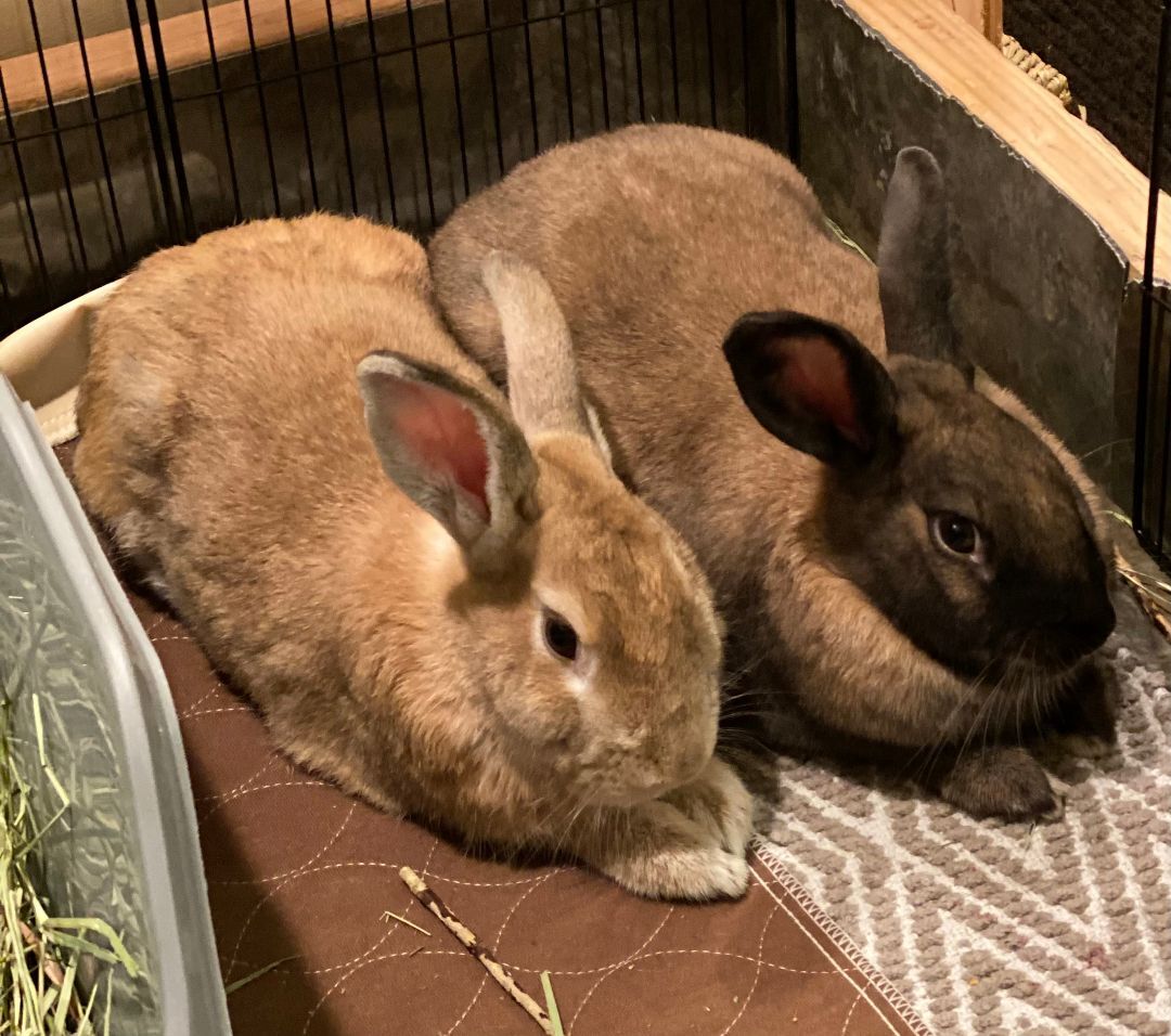 Bruno and Dino, a Adoptable Palomino in Los Angeles, CA image 3/12