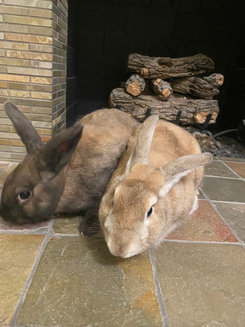 Bruno and Dino, a Adoptable Palomino in Los Angeles, CA image 4/12