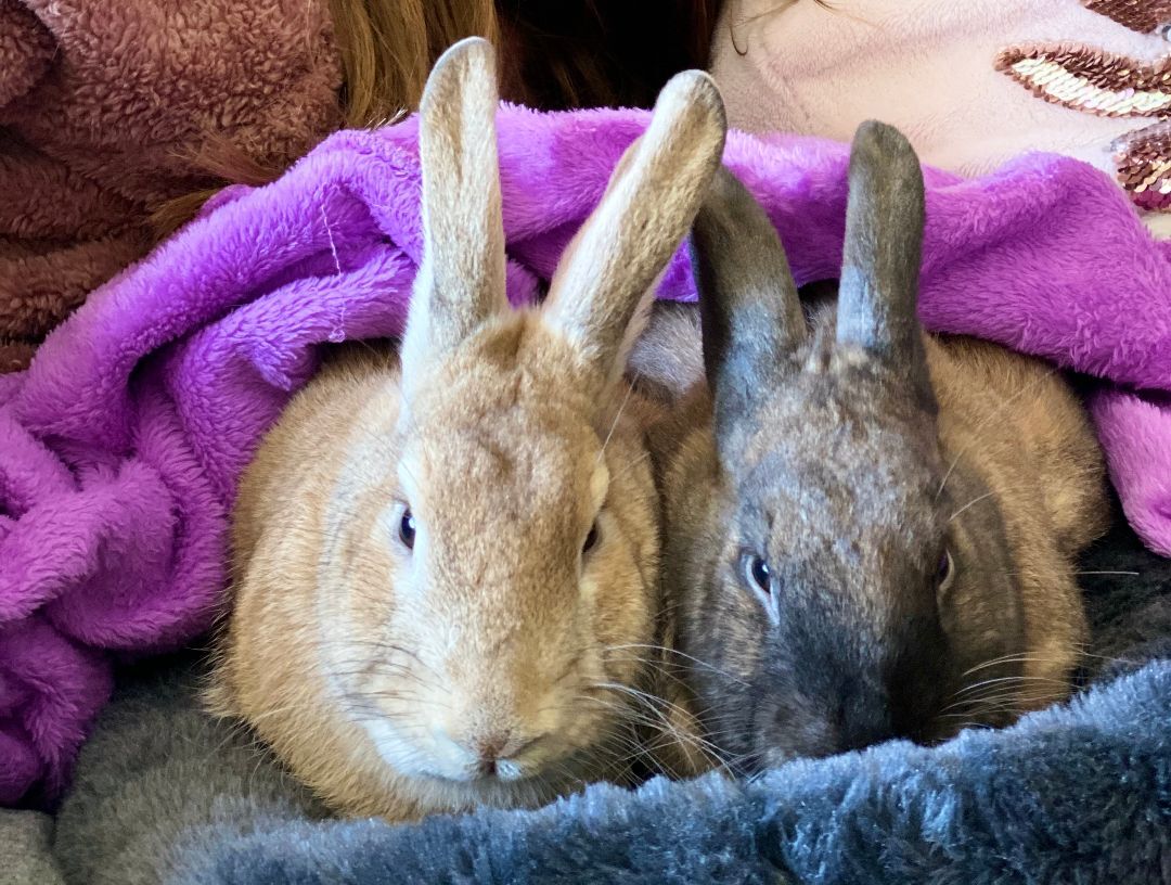 Bruno and Dino, a Adoptable Palomino in Los Angeles, CA image 5/12
