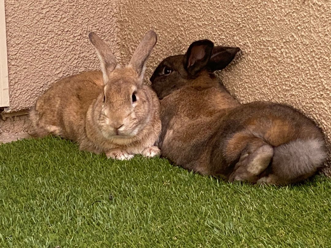 Bruno and Dino, a Adoptable Palomino in Los Angeles, CA image 6/12
