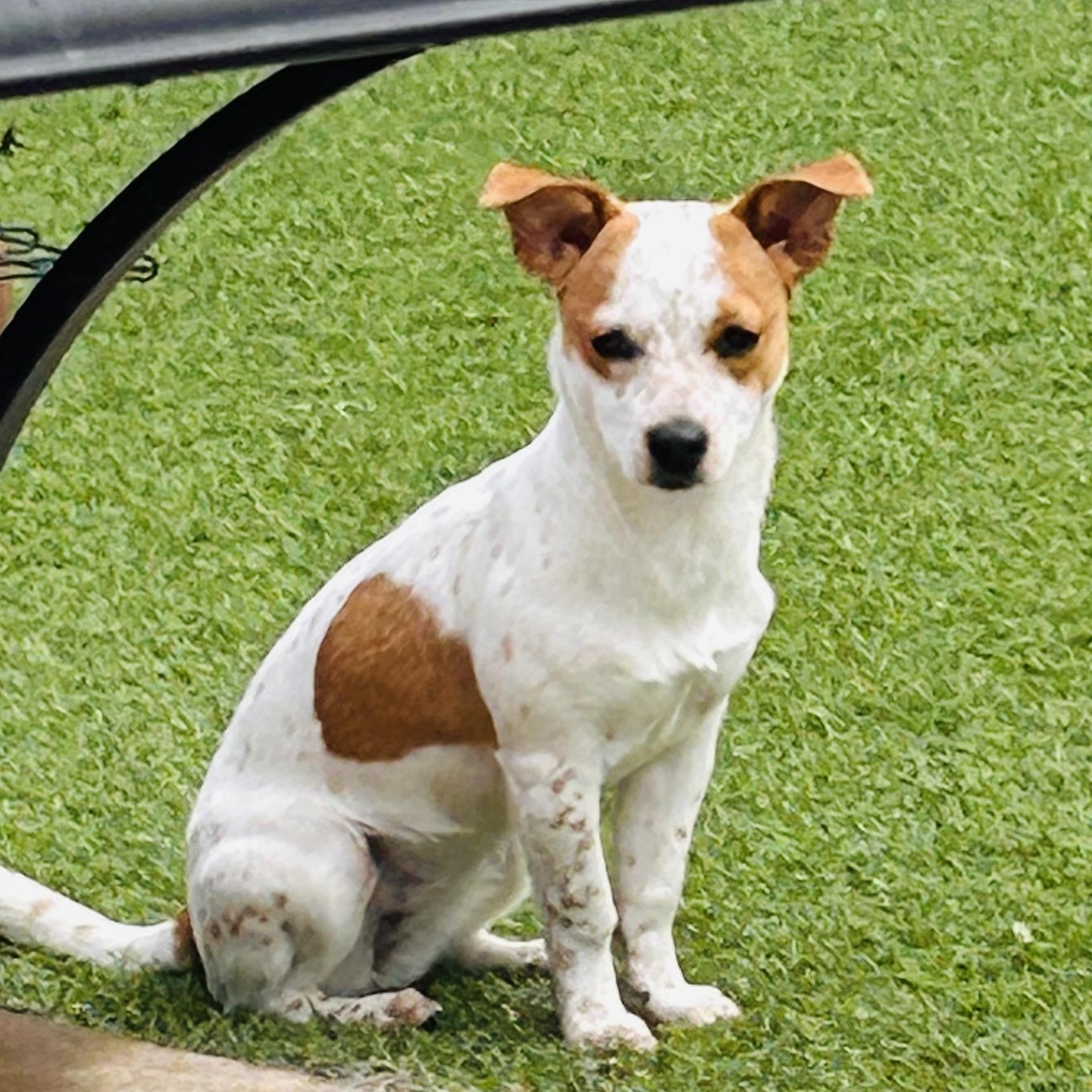 Enlarge Sweetie, a Adoptable mixed breed in Salem, OR image 3/6