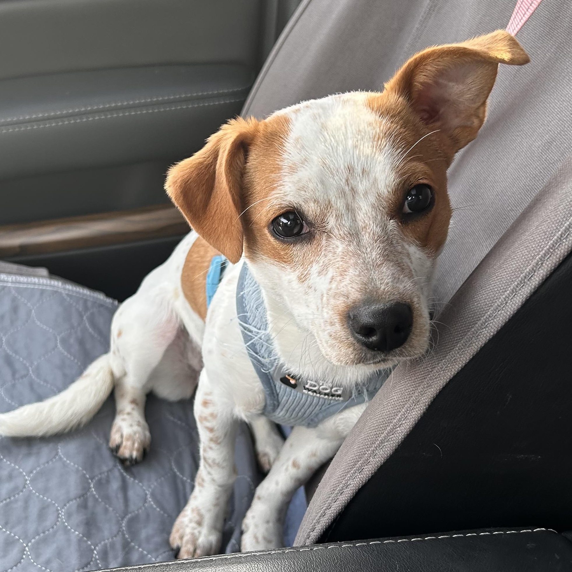Sweetie, Adoptable, Puppy Female Mixed Breed.