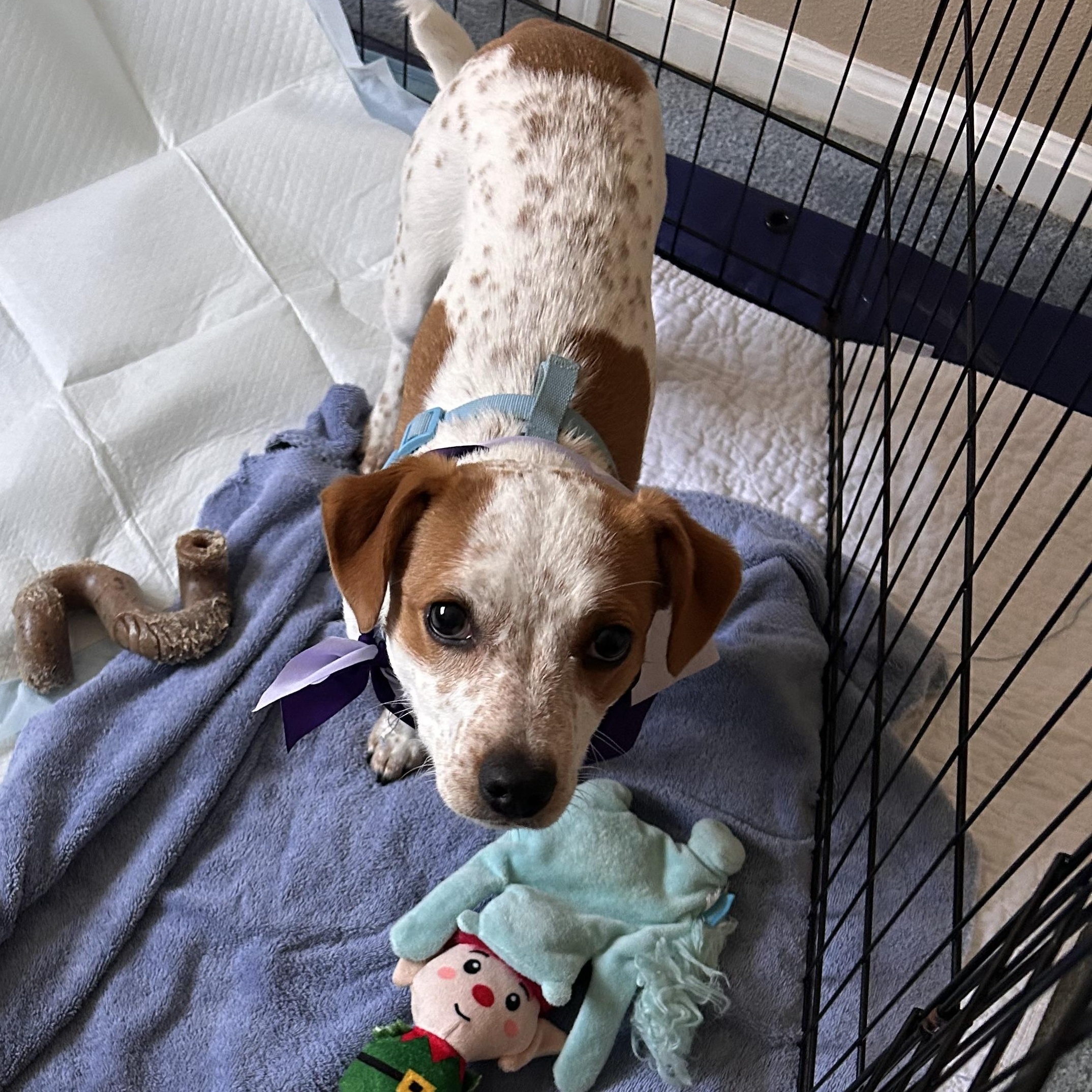 Enlarge Sweetie, a Adoptable mixed breed in Salem, OR image 2/6