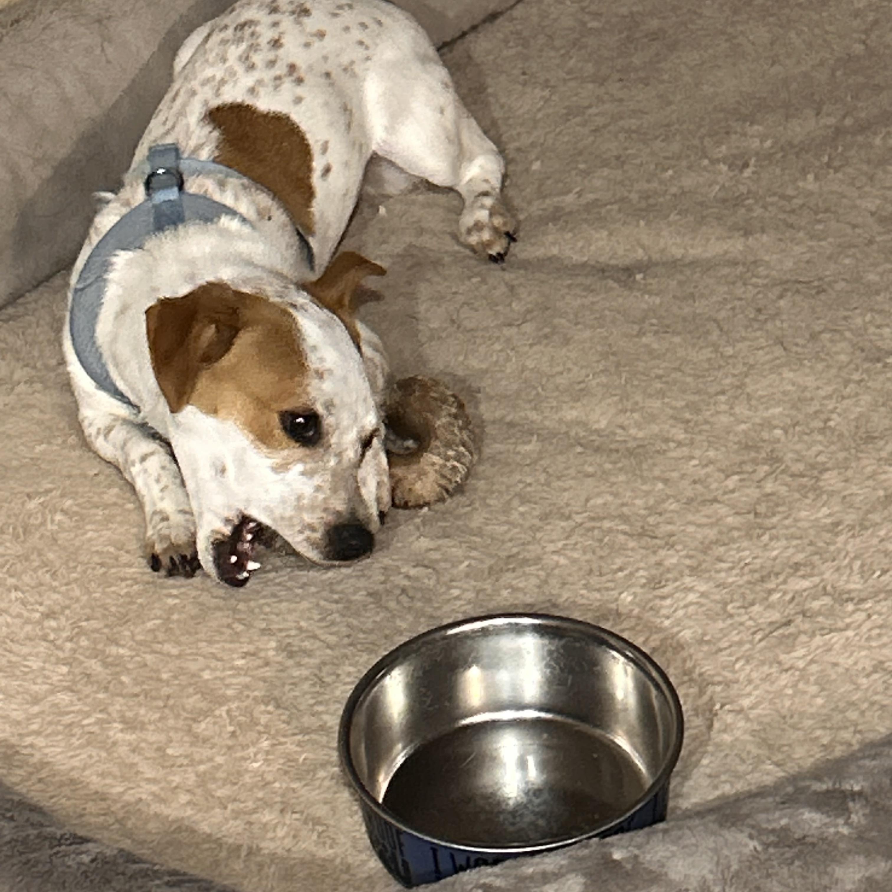 Enlarge Sweetie, a Adoptable mixed breed in Salem, OR image 4/6