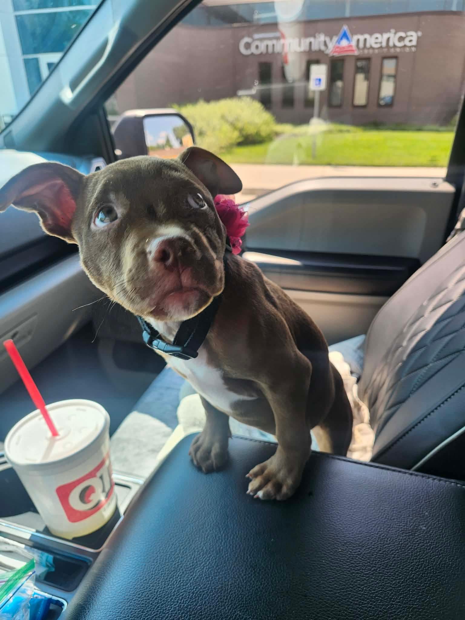 Enlarge Hershey, an adopted mixed breed in Raytown, MO image 2/4