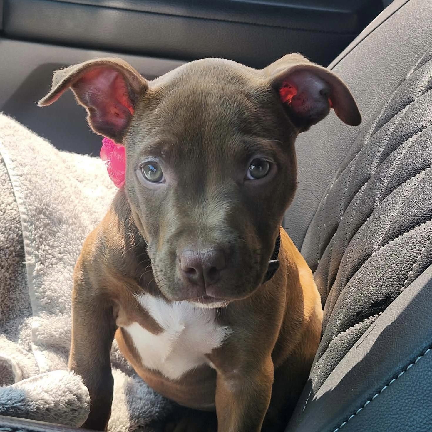 Hershey, adopted, Puppy Female Pit Bull Terrier.