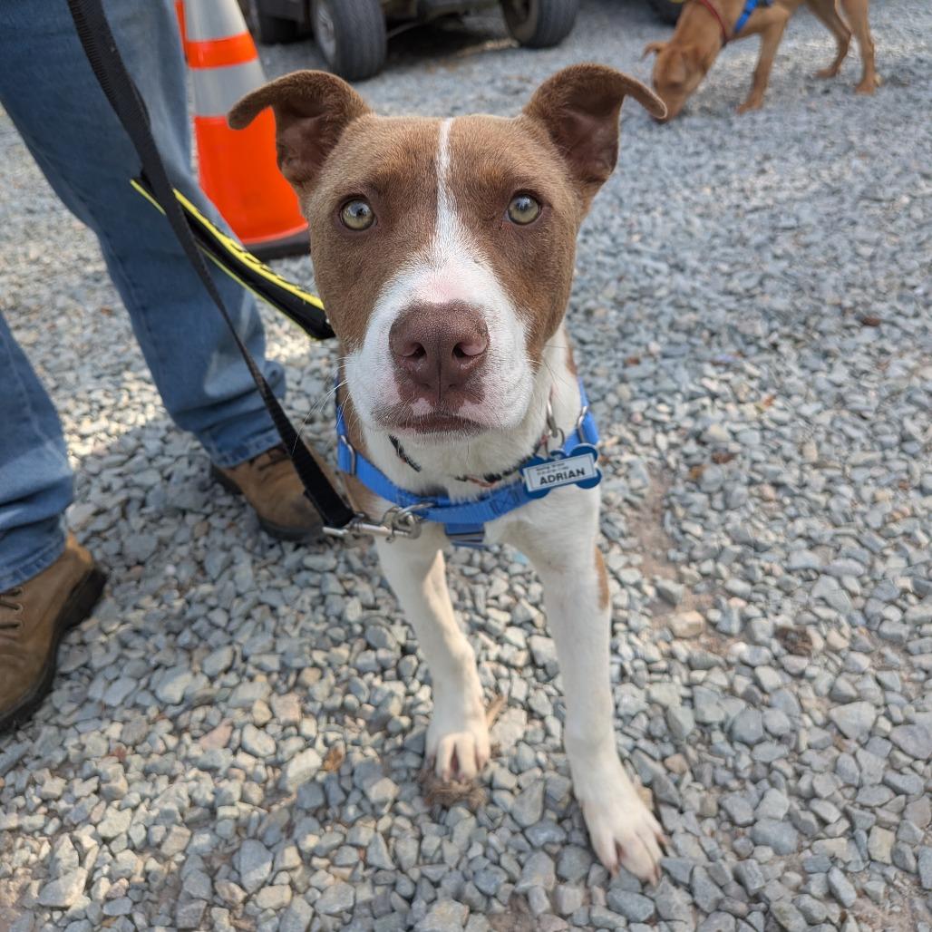 Enlarge Adrian, a Adoptable mixed breed in Wake Forest, NC image 1/6