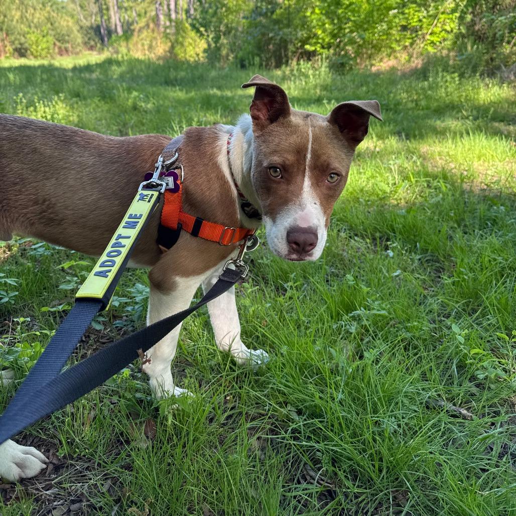 Enlarge Adrian, a Adoptable mixed breed in Wake Forest, NC image 2/6